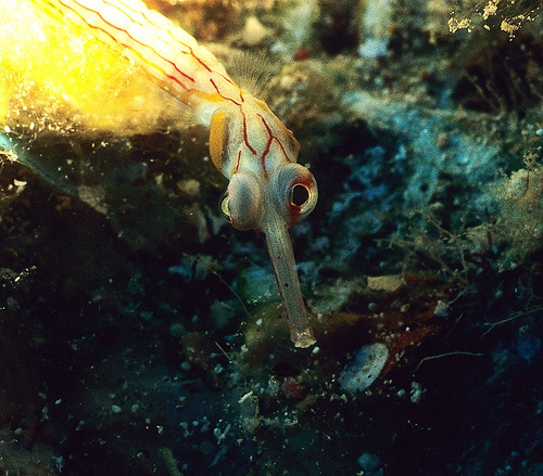 Corythoichthys nigripectus (Pesce ago dal petto nero)